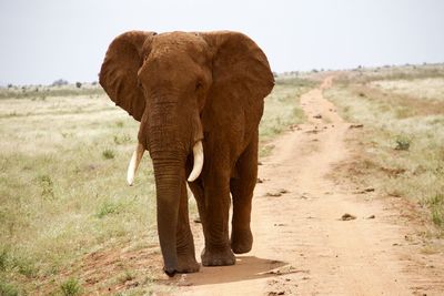 Elephants on field