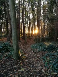 Trees in forest during autumn