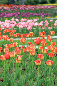 Close-up of red tulips in field