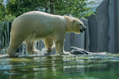 Horse standing in water