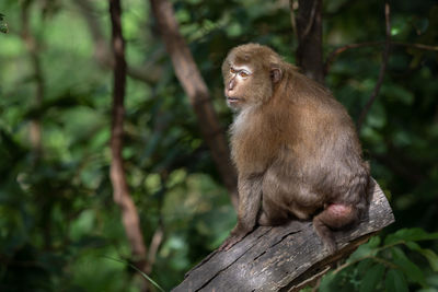 Monkey sitting on tree in forest