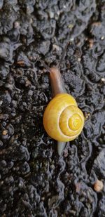 Close-up of snail on ground