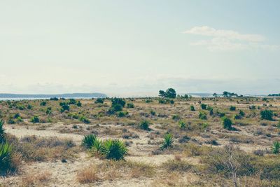 Scenic view of landscape against cloudy sky