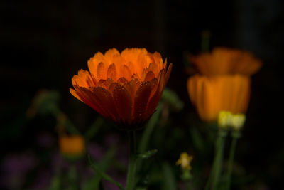 Close-up of orange flower blooming outdoors