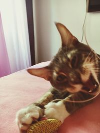Close-up of cat sleeping at home