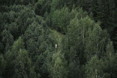 Scenic view of forest