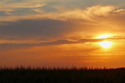 Silhouette plants on field against orange sky