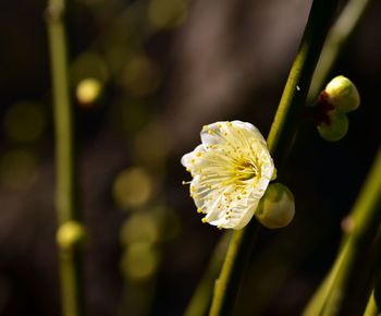 flowering plant