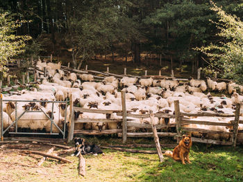 Attentive dogs sitting on grassy ground near wooden fence and guarding herd of sheep in countryside