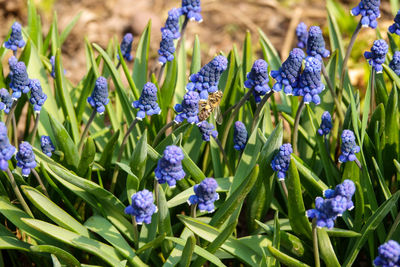 Close-up of purple flowering plants