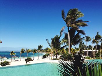 Palm trees on beach