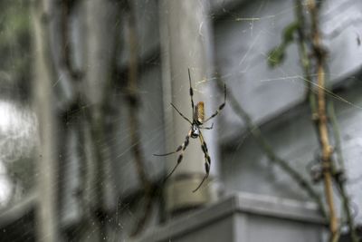 Close-up of spider on web