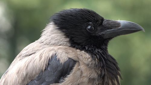 Close-up of a bird looking away