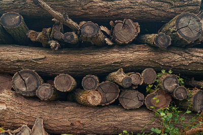 Logs trunk in a woodpile, the logging timber forest wood industry. woods texture