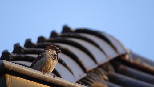 Low angle view of bird perching on roof against sky