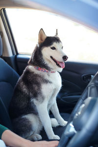 Dog sitting in car