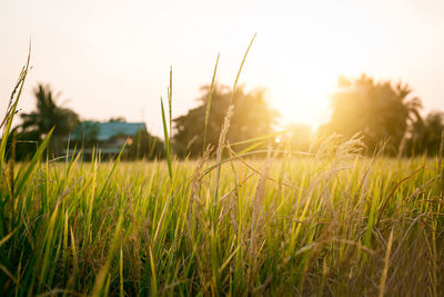 Close-up of grass on field against sky