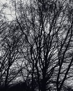 Low angle view of tree against sky