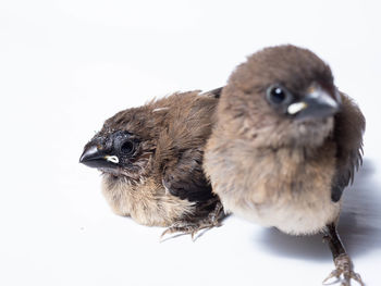Close-up of birds against white background
