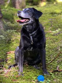 Black dog on field