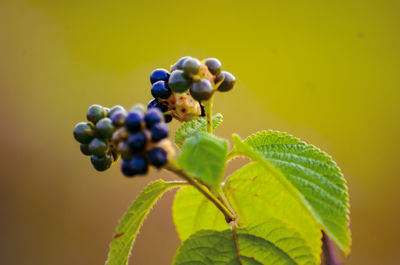 Close-up of berries growing on plant