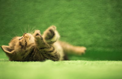 View of a cat on green grass