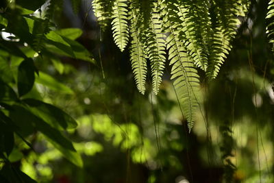 Close-up of fern leaves