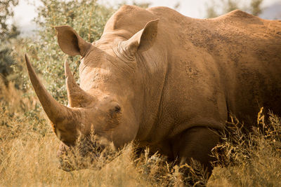 Close-up of rhinoceros