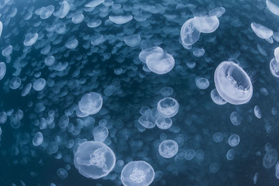 A group of jellyfish in notojima, ishikawa ,japan