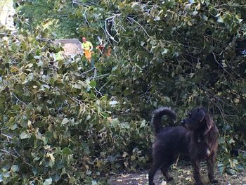 View of dog standing on footpath