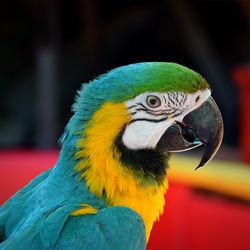 Close-up of a parrot