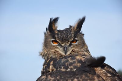 Close-up portrait of owl against clear sky