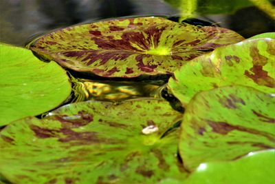 Close-up of lotus water lily