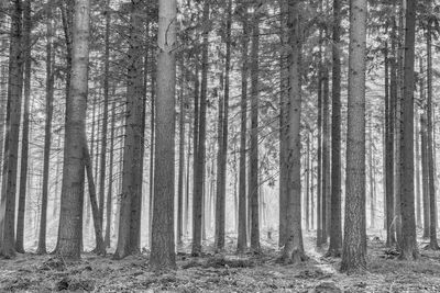 Trees in forest