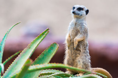 Meerkat standing on plant at zoo