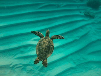 Baby turtle hanging out 