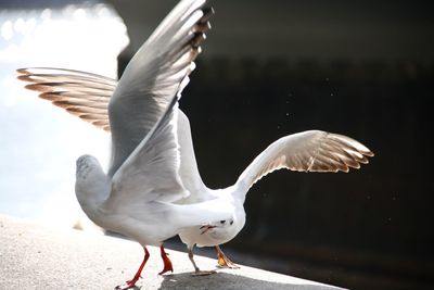 Close-up of birds