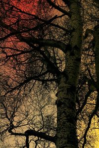 Low angle view of bare trees