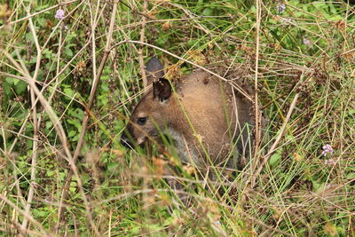 High angle view of an animal on field