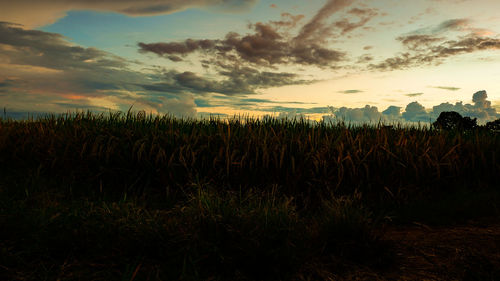 Plants growing on field against sky during sunset