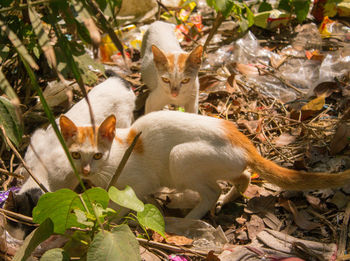 Portrait of a cat lying on land