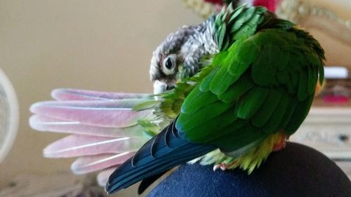 Close-up of parrot perching on leaf