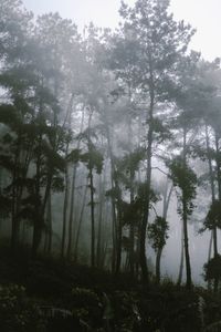 Trees in forest against sky