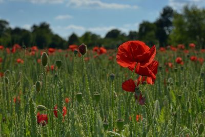 Close-up of poppy flowers blooming in field