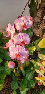 Close-up of pink flowering plant