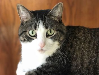 Close-up portrait of cat