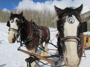 Horsedrawn sledge on snow covered field