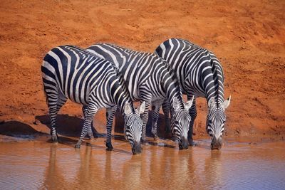 View of zebra drinking water