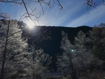 View of bare trees against sky