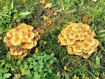 Close-up of mushroom growing on field